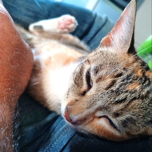 Meet your Posher, Alleia - Picture 4 of 4